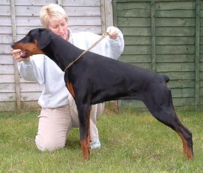 Francesca di Altobello at Skyjeaneey | Black Doberman Pinscher