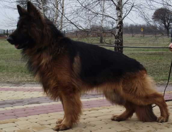 LEX z IgIastego lasku | German Shepherd Dog 