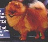 Bev-Nor's State Of Affairs | Pomeranian 