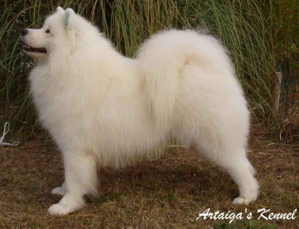 Royal Present Degli Alti Castagni | Samoyed 