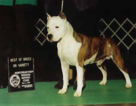 Roadhouse Fozzie Belvedere | American Staffordshire Terrier 