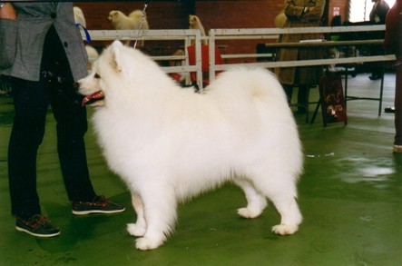 Snerzok Marxon Casanova | Samoyed 