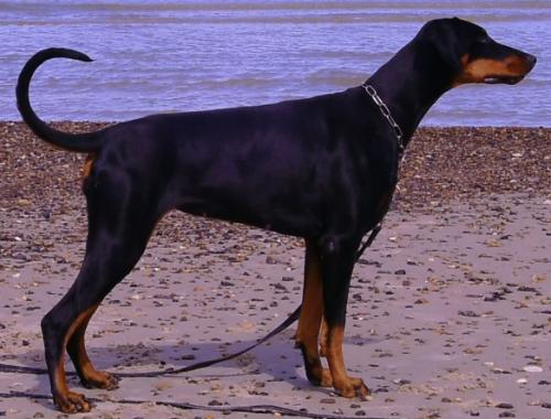 T'Emprima Anastasija | Black Doberman Pinscher