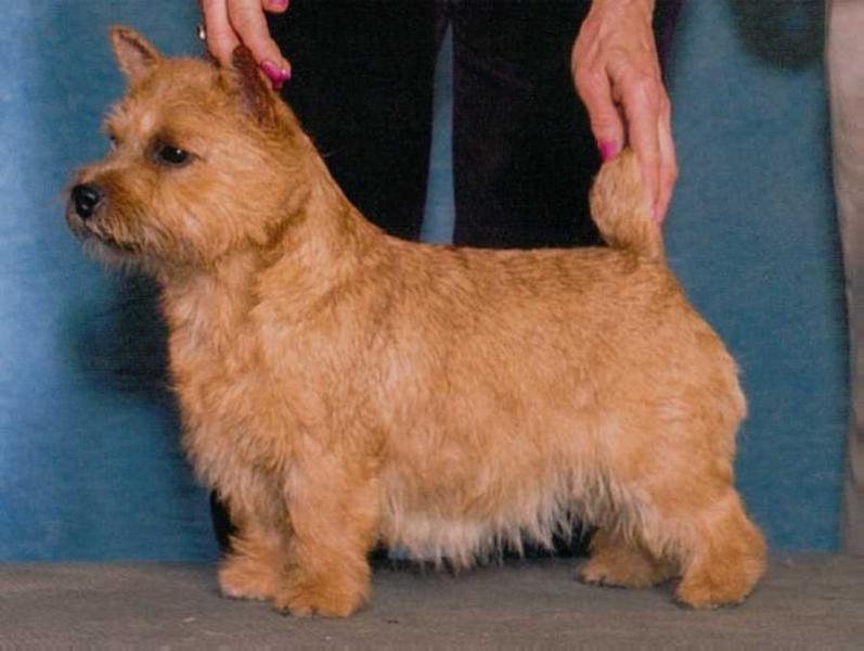 Littlefield Tesoro Prezioso | Norwich Terrier 