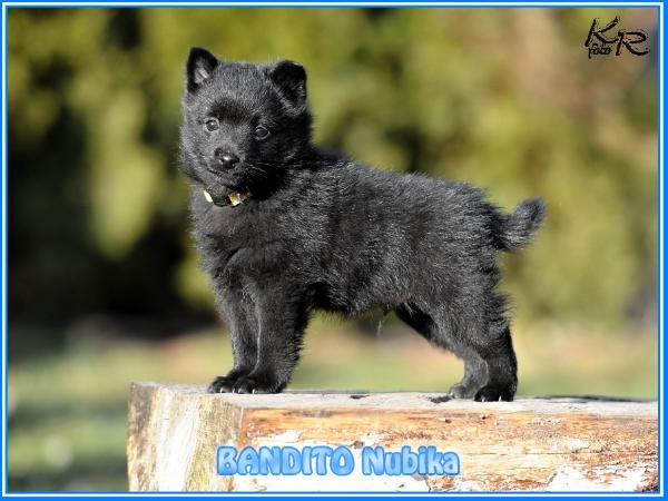 BANDITO Nubika | Schipperke 