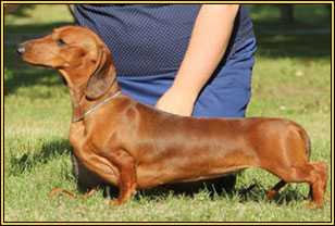 Excellmagic Ajshat Anilust | Dachshund 