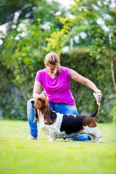 BRAVE BASSET ISABEAU | Basset Hound 