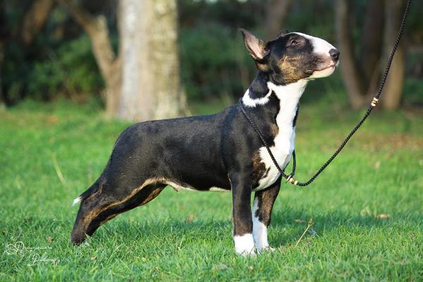 Raiden Jumping Jag Flash | Bull Terrier 