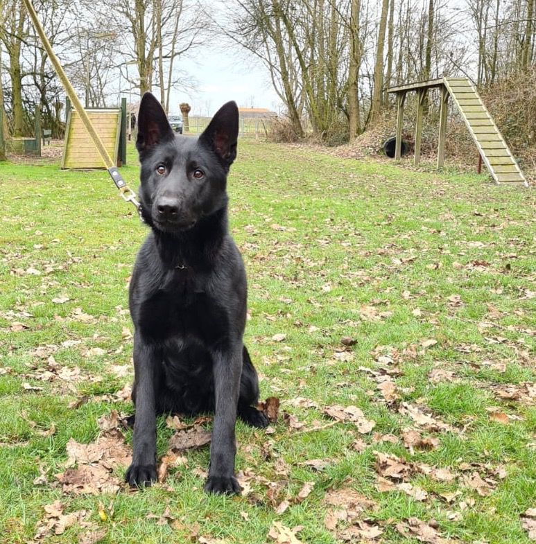 Guus v.d. Ronden Hoek | German Shepherd Dog 