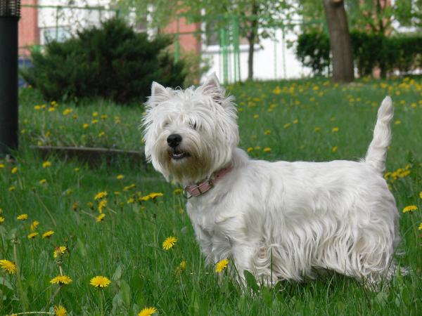 Assoll Vilniaus Vesta | West Highland White Terrier 