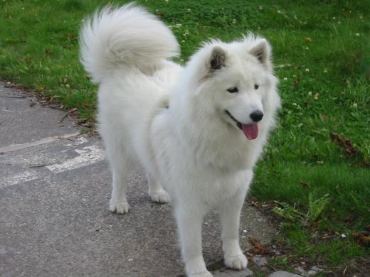 Chaya Of Nordic Spirit | Samoyed 