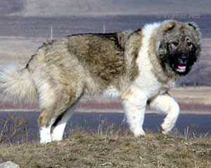 Urga Daur Don (UKR) | Caucasian Mountain Dog 