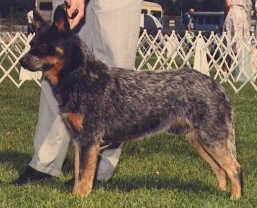 Cedardell Bat Man | Australian Cattle Dog 