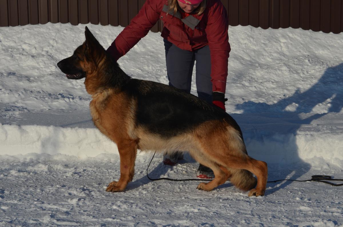 Contra Team Carrera | German Shepherd Dog 