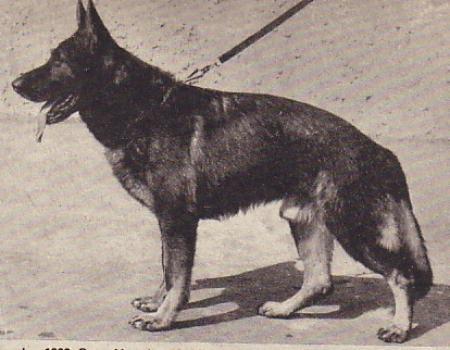 Berry von Christelas | German Shepherd Dog 