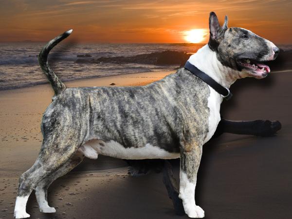Bullies of NC's Richlands Rebel Rock | Bull Terrier 