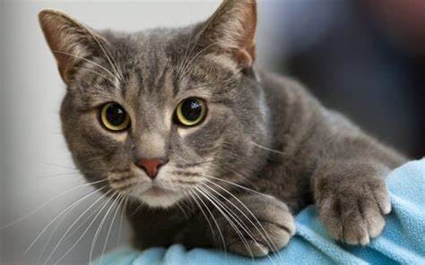 Mixed Breed Cats