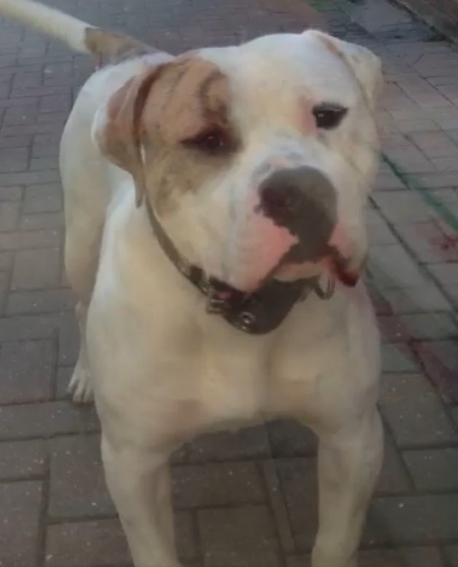 Performance Drive's Bova | American Bulldog 