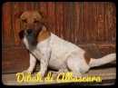 Dibah di Albascura | Jack Russell Terrier 