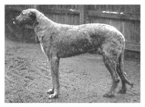 Felixstowe Kilrush | Irish Wolfhound 