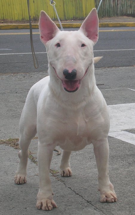 Farrah PCH BULLS | Bull Terrier 