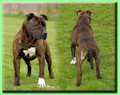 Cidok de la maison d este | American Staffordshire Terrier 