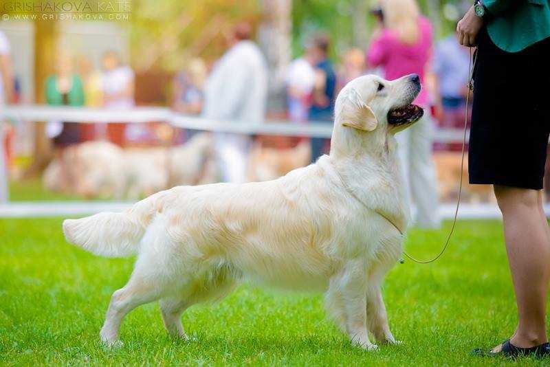 Leymary Lancelot | Golden Retriever 