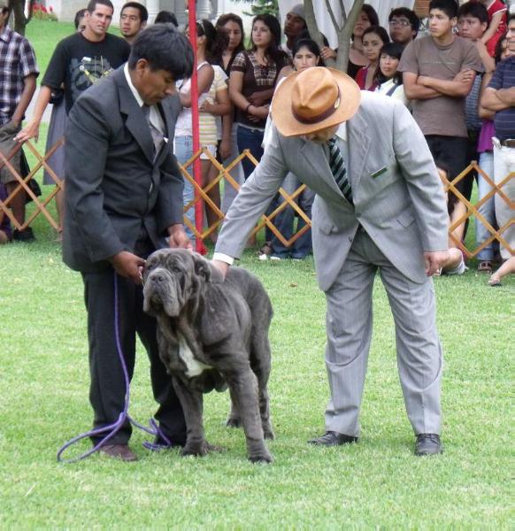 L´DUNA DE ALIK MISQUIYACU | Neapolitan Mastiff 