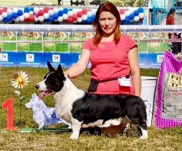 SEVASTOPOLSKIY VALS BOURBON | Cardigan Welsh Corgi 