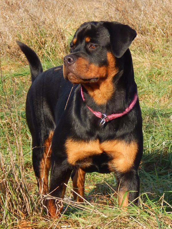 Fiona Zara Cro rott | Rottweiler 