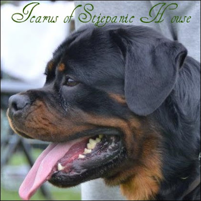 Icarus of Stjepanic House | Rottweiler 