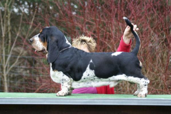 Ceppelin FOSTER | Basset Hound 