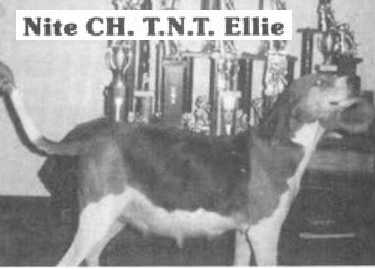 T.N.T. Ellie | Treeing Walker Coonhound 