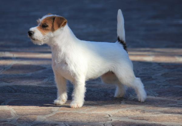 Destiny's Child di Quario Rondo | Jack Russell Terrier 