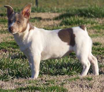 Aspen's Silver Wings NB | Teddy Roosevelt Terrier 