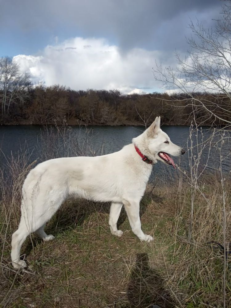 FLASH INCREDIBLE DOG | White Swiss Shepherd Dog 