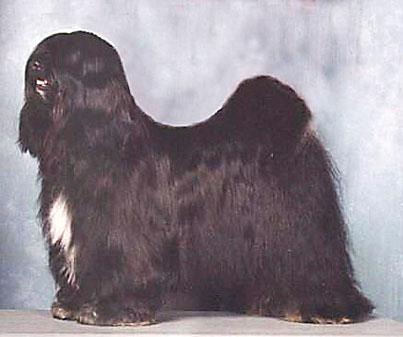 MALISHAR’S TONKA ZU DALGHANI | Tibetan Terrier 