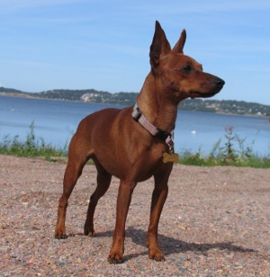 CALKA Pin-Min | Miniature Pinscher 