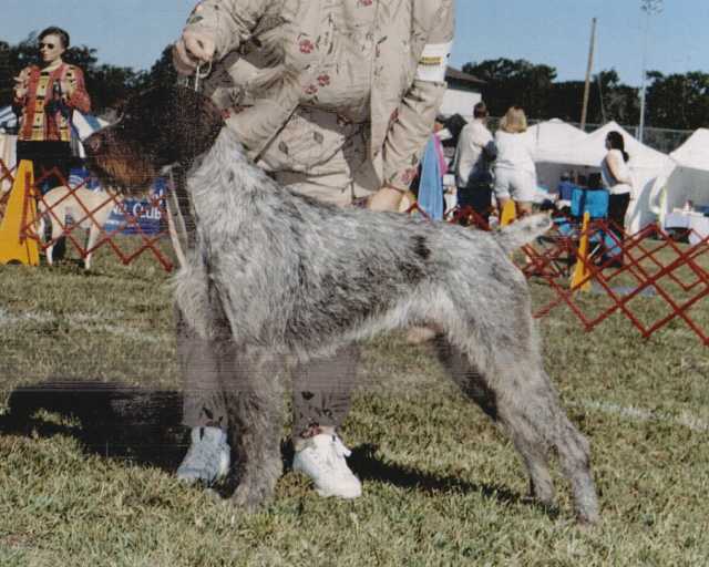 Blueline Top O' The Class | German Wirehaired Pointer 