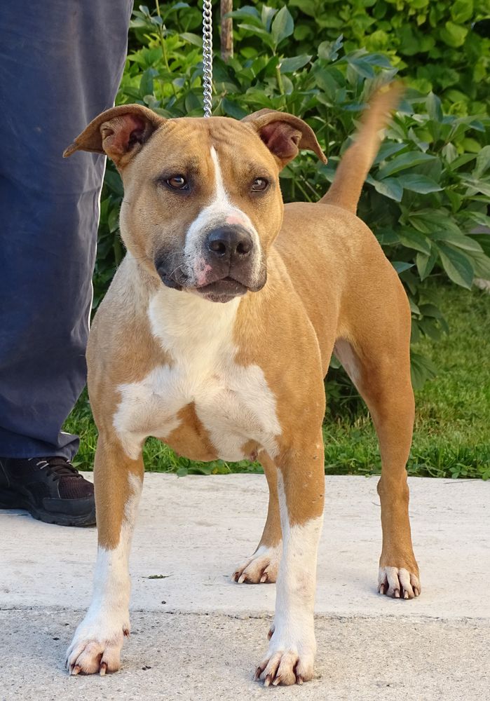 The kids best friends name of love | American Staffordshire Terrier 