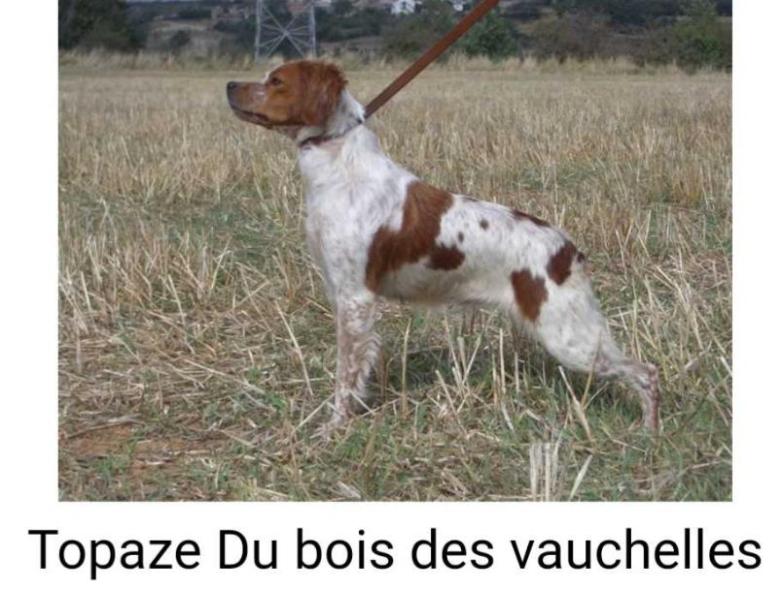 TOPAZE du bois de Vauchelles | Brittany 