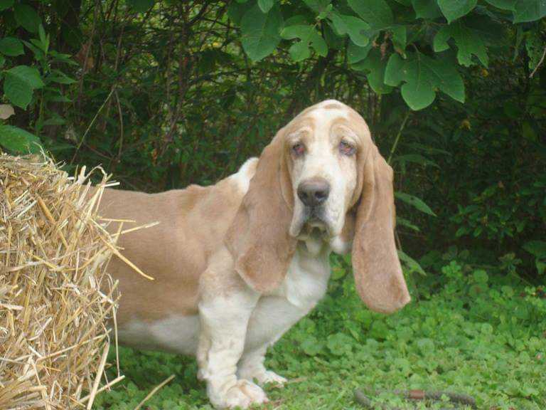 Onedamdeers Run Tucker Run | Basset Hound 