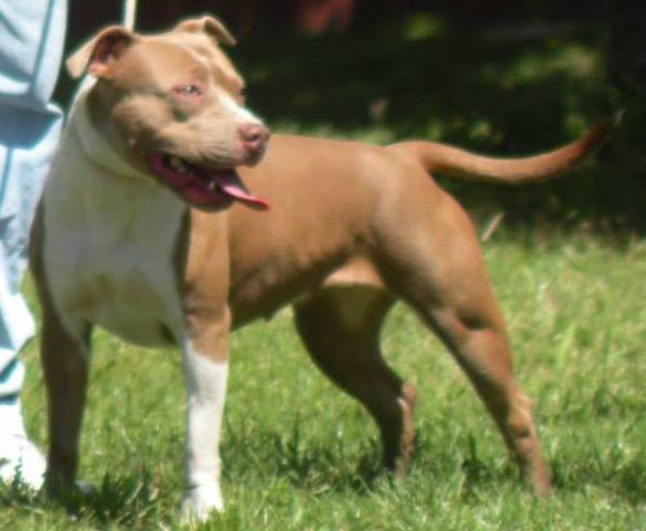 Star NW | American Pit Bull Terrier 