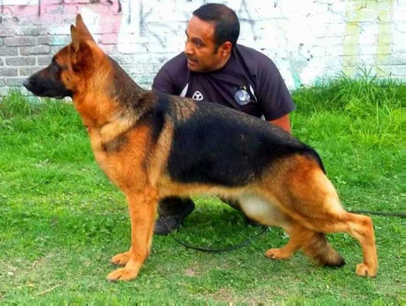 Delta von Jorman | German Shepherd Dog 