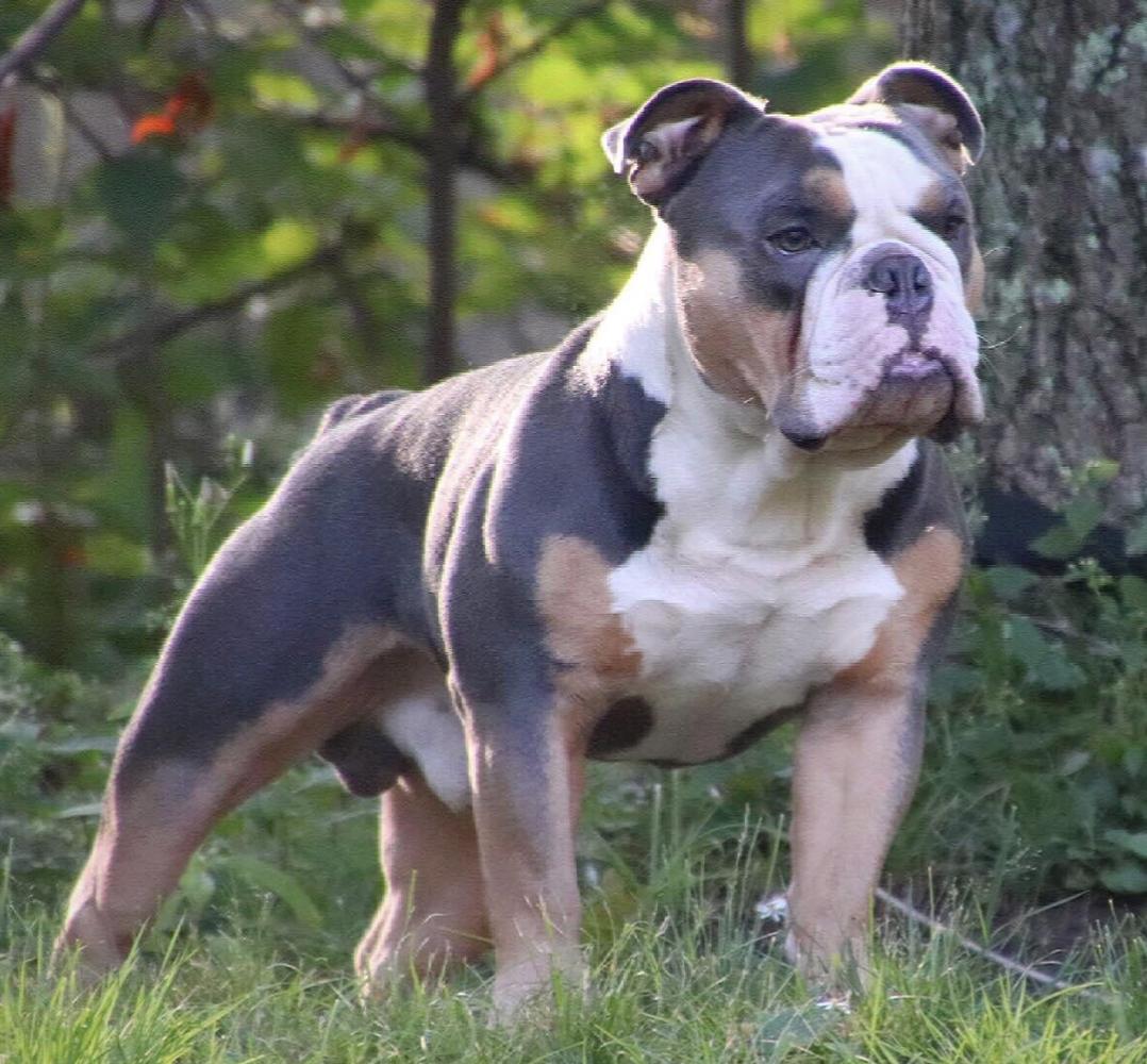 Blue Monstah’s Justice | Olde English Bulldogge 