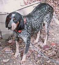 Adkins Blue Dog Little Britchz | Bluetick Coonhound 