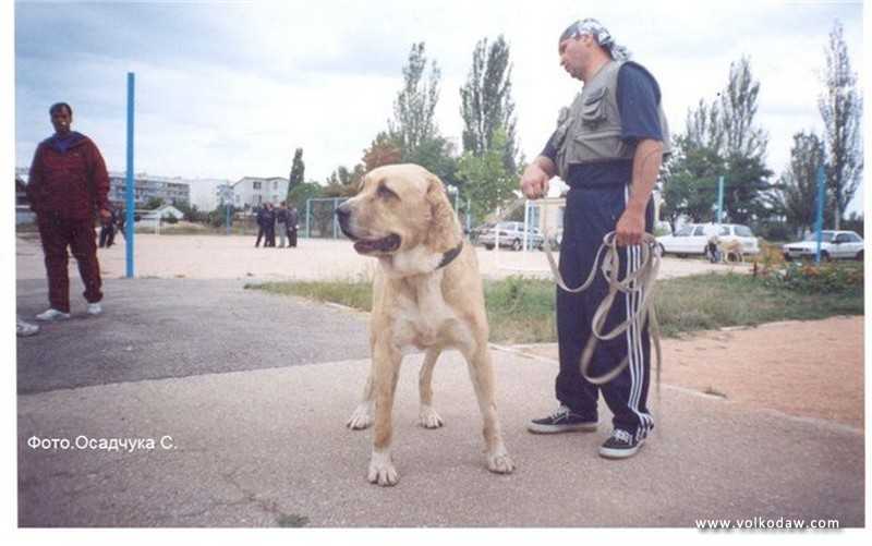 K ALI | Central Asian Shepherd Dog 