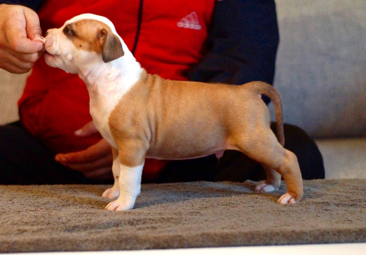 Nordic Viking's CHALLENGER | American Staffordshire Terrier 