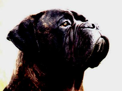 VAILET D´AGAFA L´ASE | Bullmastiff 