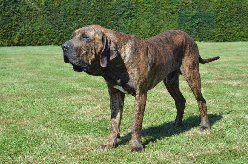 Baoba De El Cariduro | Fila Brasileiro 